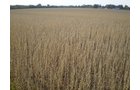 Property photo 2 - 75+/- Acres in 9 Tracts